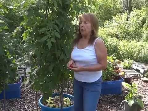 VEGGIE BOG CONTAINER GARDEN UPDATE VEGGIE BOG CONTAINER GARDEN UPDATE