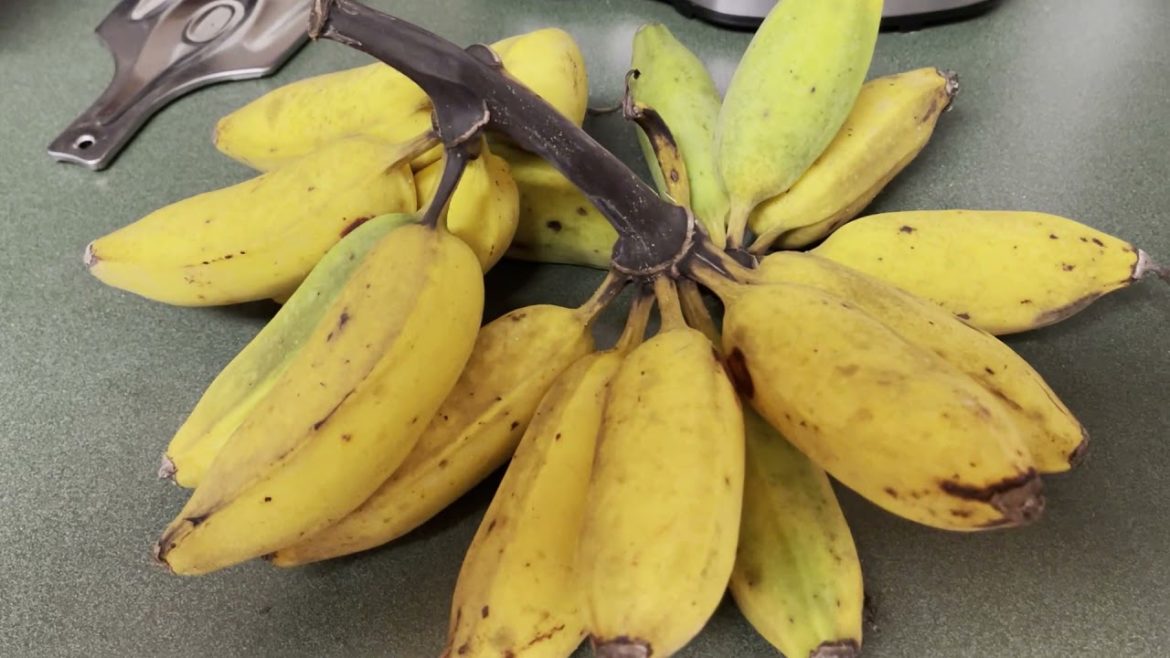 283 We Quit Gardening But Still Have Stuff