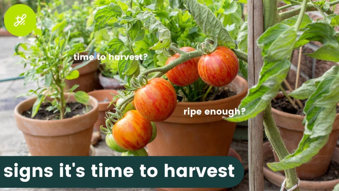 Are Your Veggies Ready to Harvest?