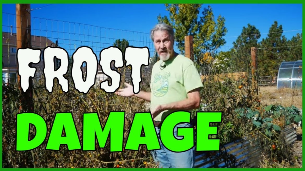 Tomato Bed Cleanup (End of Season)