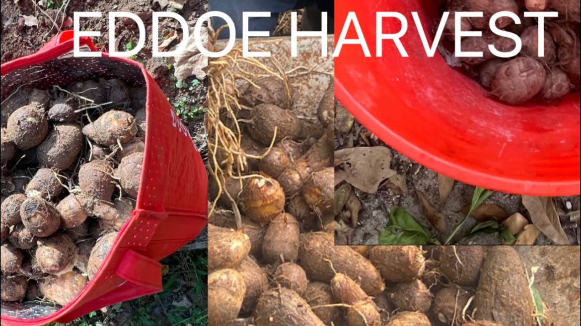 Eddoe /Taro harvest 10/23/22 Eddoe /Taro harvest 10/23/22