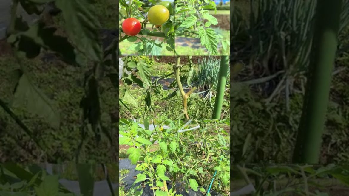 10月下旬の家庭菜園 中玉トマトが元気です。生育適温の25℃前後の気候で秋は再びの収穫期。
