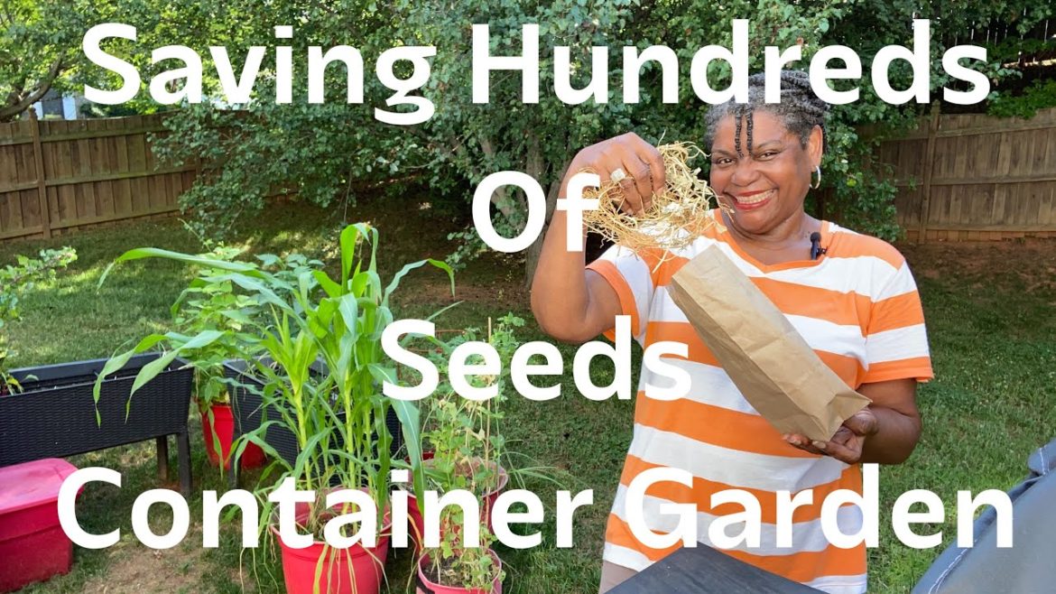 Saving Hundreds Of Seeds From My Container Garden | Container Gardening