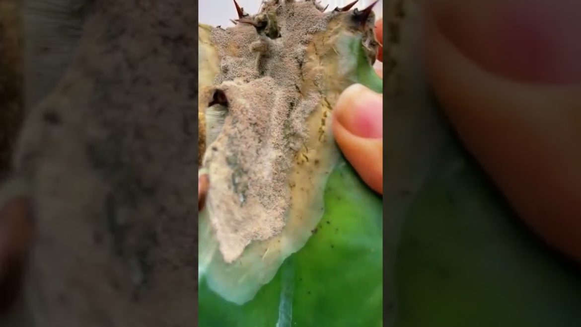 Its Sad tiktok thepricklypear Its Sad tiktok thepricklypear