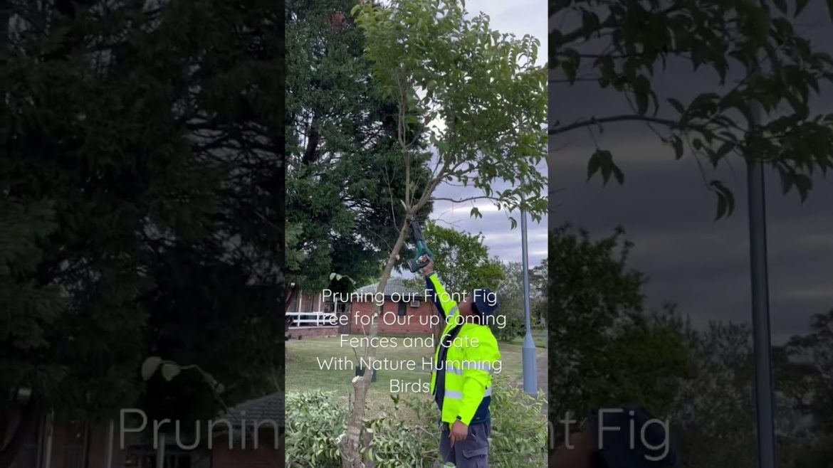 How to Pruning Fig Tree in our Front Yard #garden #rosebudsavona #succulentgarden