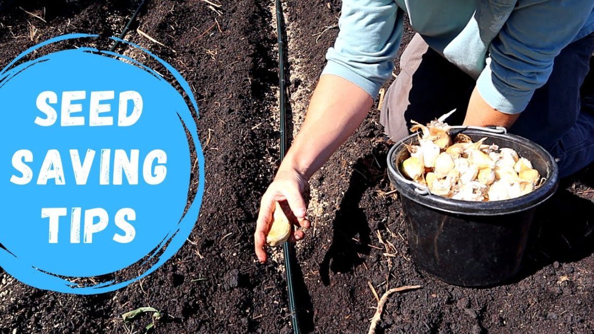 How to Save Garlic Seed to Plant in the Backyard Garden? How to Save Garlic Seed to Plant in the Backyard Garden?