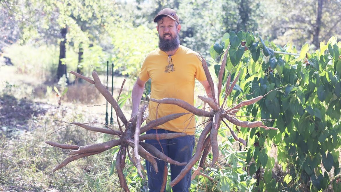 Grow this crop as your emergency food supply! Grow this crop as your emergency food supply!