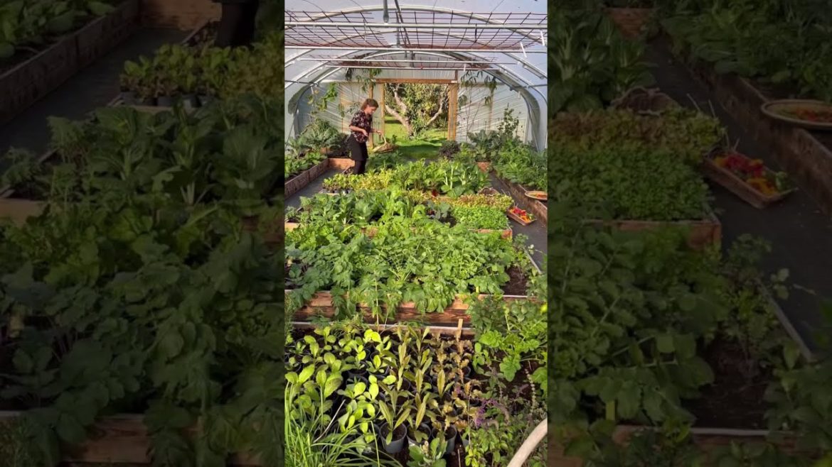 π Grabbing a few things for dinner real quick π
π #gardening #gardeningtips π Grabbing a few things for dinner real quick π
π #gardening #gardeningtips