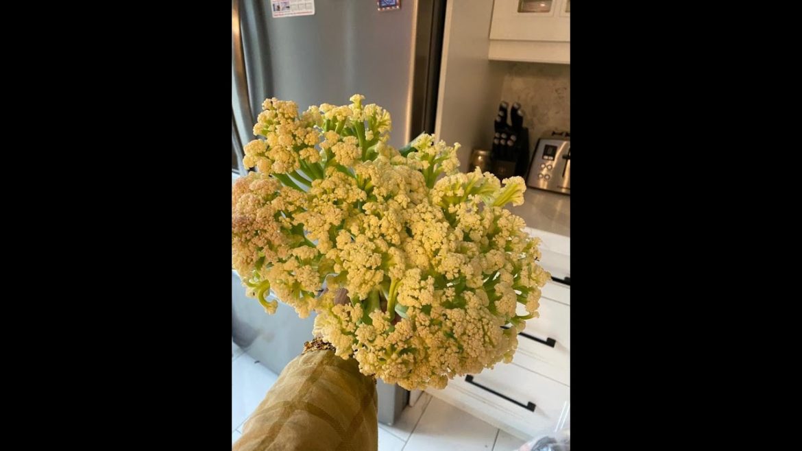 Mature Cauliflower curd harvest in Canada | Winter Vegetable | Phool Gobi ki katayi | پھول گوبھی Mature Cauliflower curd harvest in Canada | Winter Vegetable | Phool Gobi ki katayi | پھول گوبھی