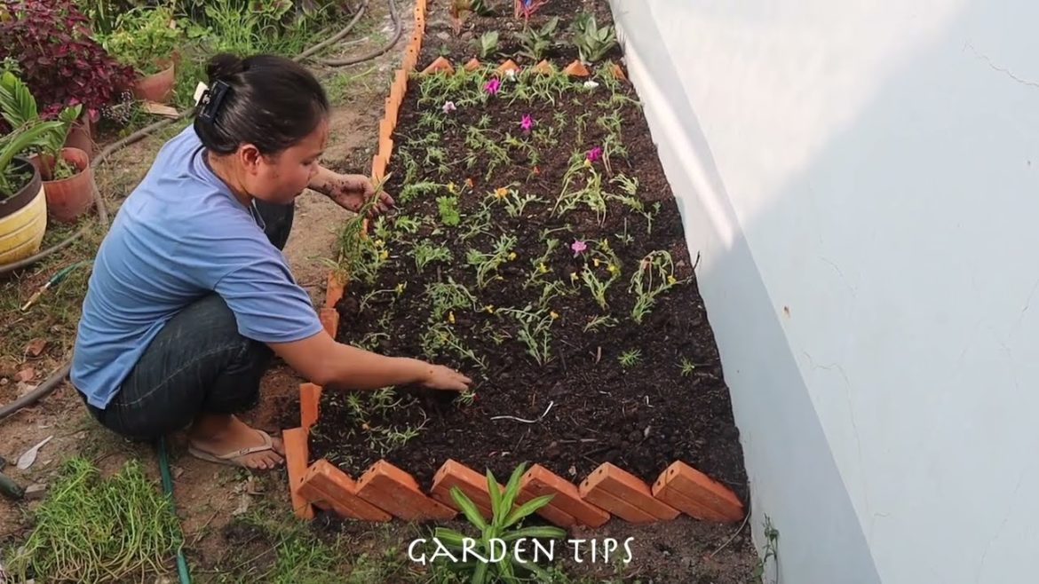 Mose Rose In Small Garden| Garden Tips