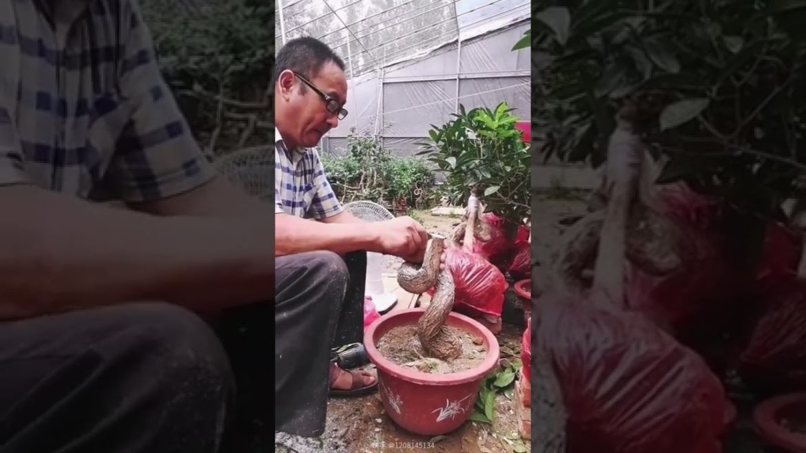Tips for connecting two tree in bonsai #harvest #agriculture #shorts #gardener #fruit Tips for connecting two tree in bonsai #harvest #agriculture #shorts #gardener #fruit