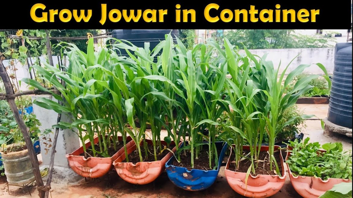 Growing Jowar on Roof Garden/Terace garden/Container