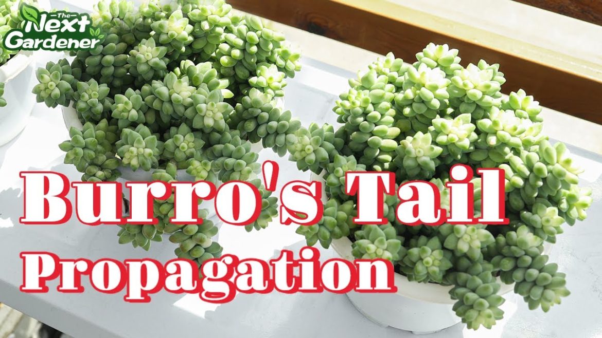 Burro's Tail Propagation | The Next Gardener