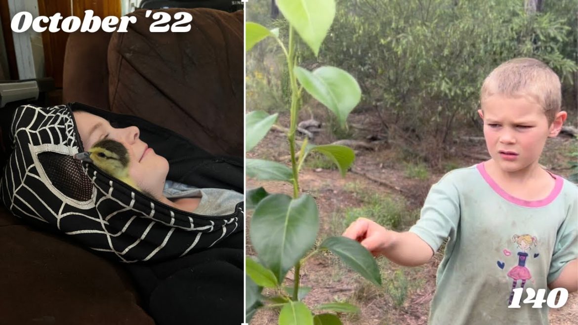 Frustrated!  Weekly Homestead Garden Tour / Chat / Progress Update / Ramble | Off Grid Australia 140