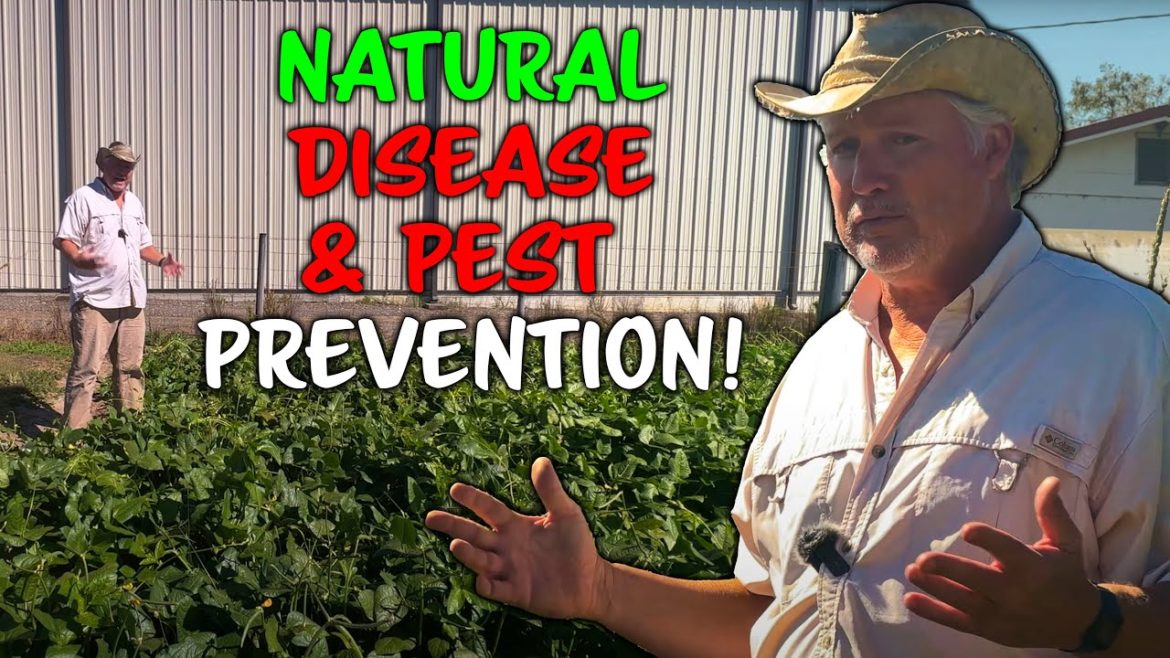 Should I rotate crops In The Vegetable Garden? Should I rotate crops In The Vegetable Garden?