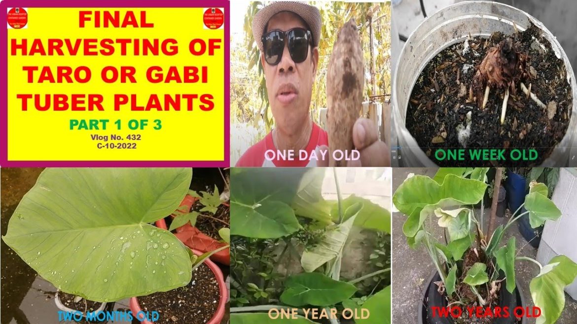 The Final Harvesting of Taro or Gabi Tuber Plants In Our Rooftop Container Garden - Part 1 of 3.