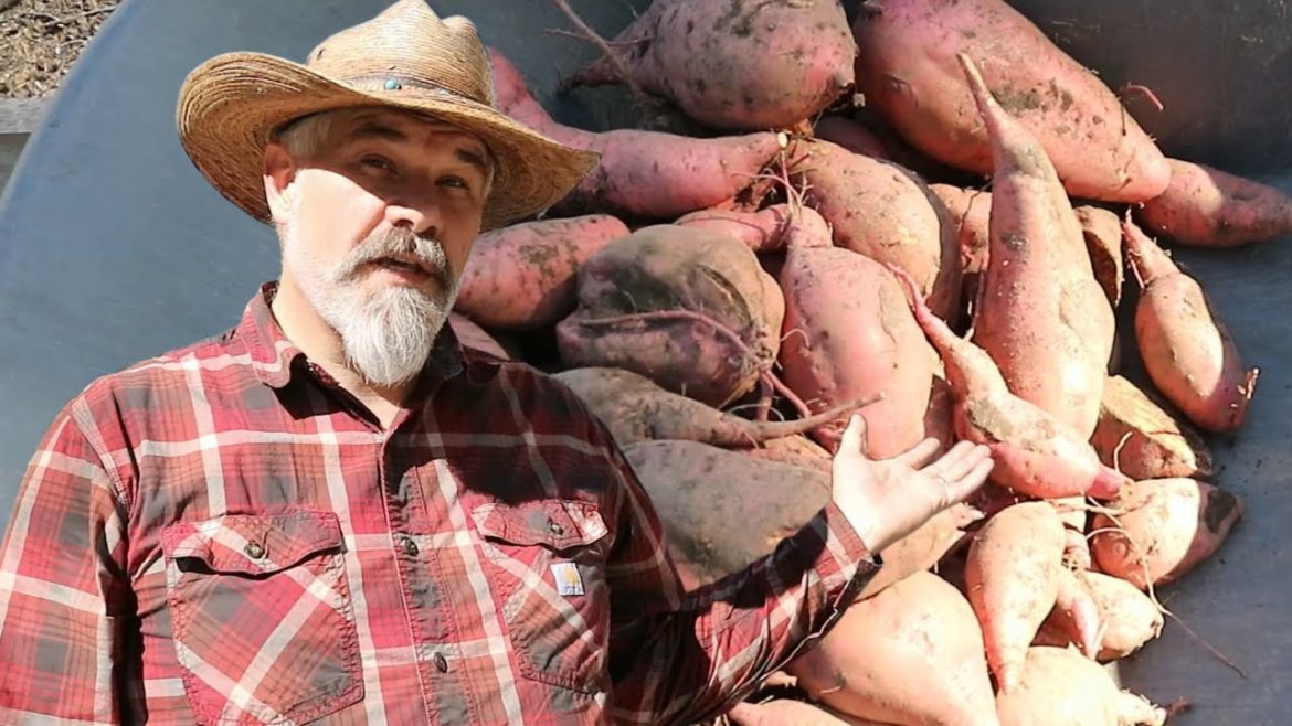 Sweet Potato Harvest and Curing 2022 Sweet Potato Harvest and Curing 2022