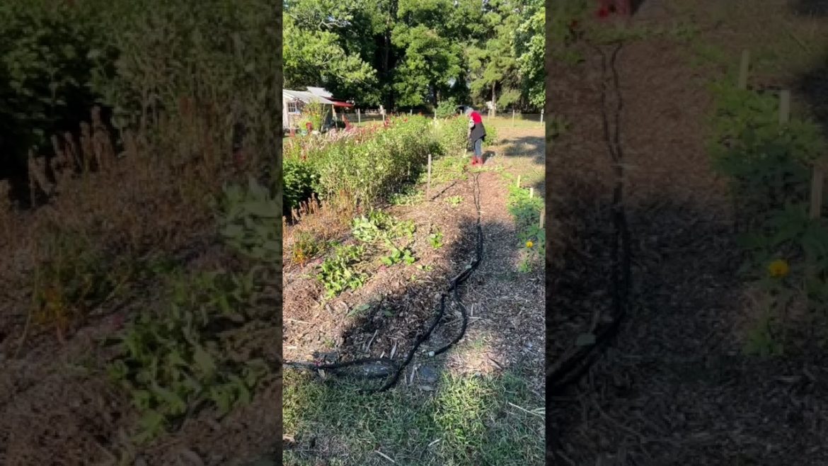 Out with the warm flowers and in with the cool flowers! Out with the warm flowers and in with the cool flowers!