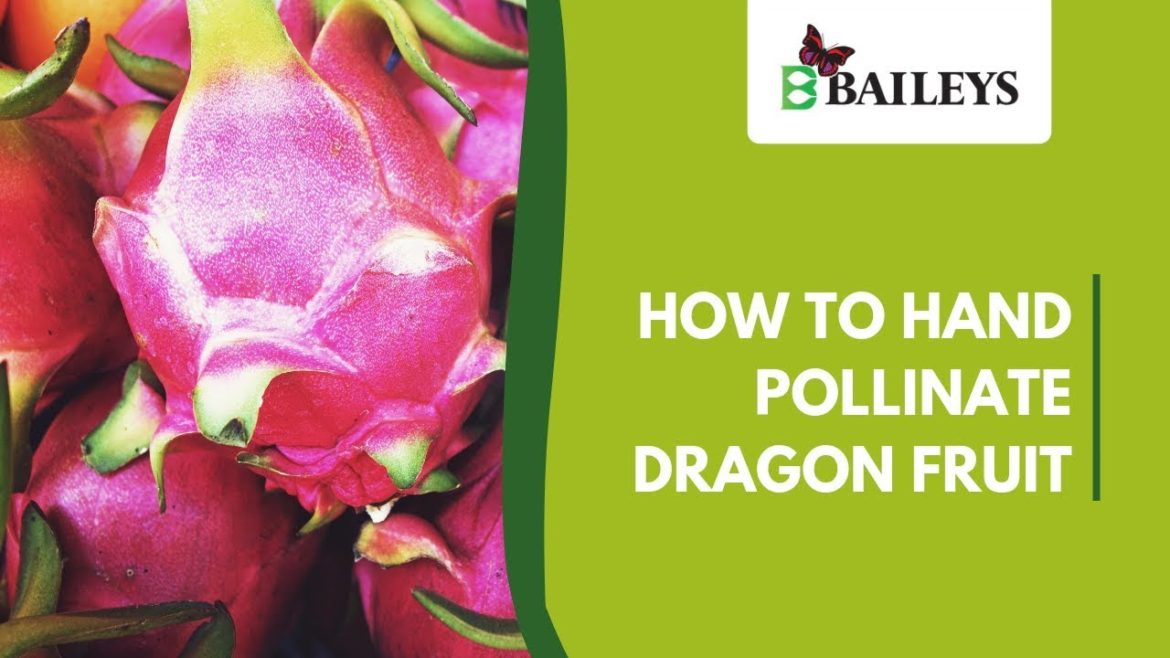 How To Hand Pollinate Dragon Fruit | Gardening Tips How To Hand Pollinate Dragon Fruit | Gardening Tips