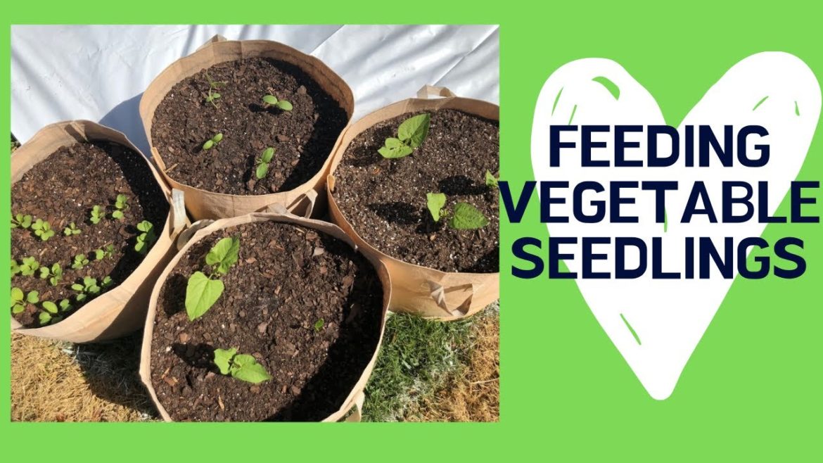 Feeding Vegetable Seedlings - Growing Vegetables, Container Gardening, Vegetable Gardening