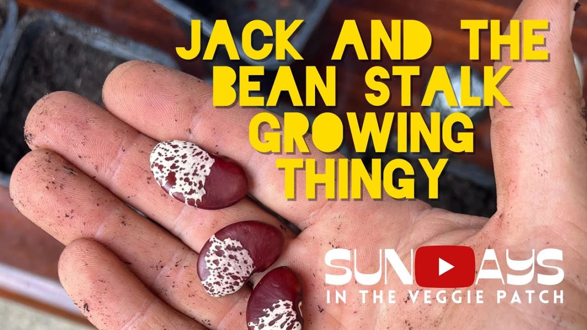 Jack and The Bean Stalk Growing Thingy Jack and The Bean Stalk Growing Thingy