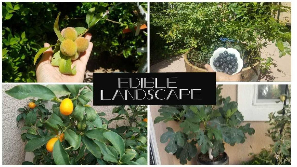 GARDEN TOUR   1 out 2 Videos (May 2018   Front-yard) GARDEN TOUR   1 out 2 Videos (May 2018   Front-yard)