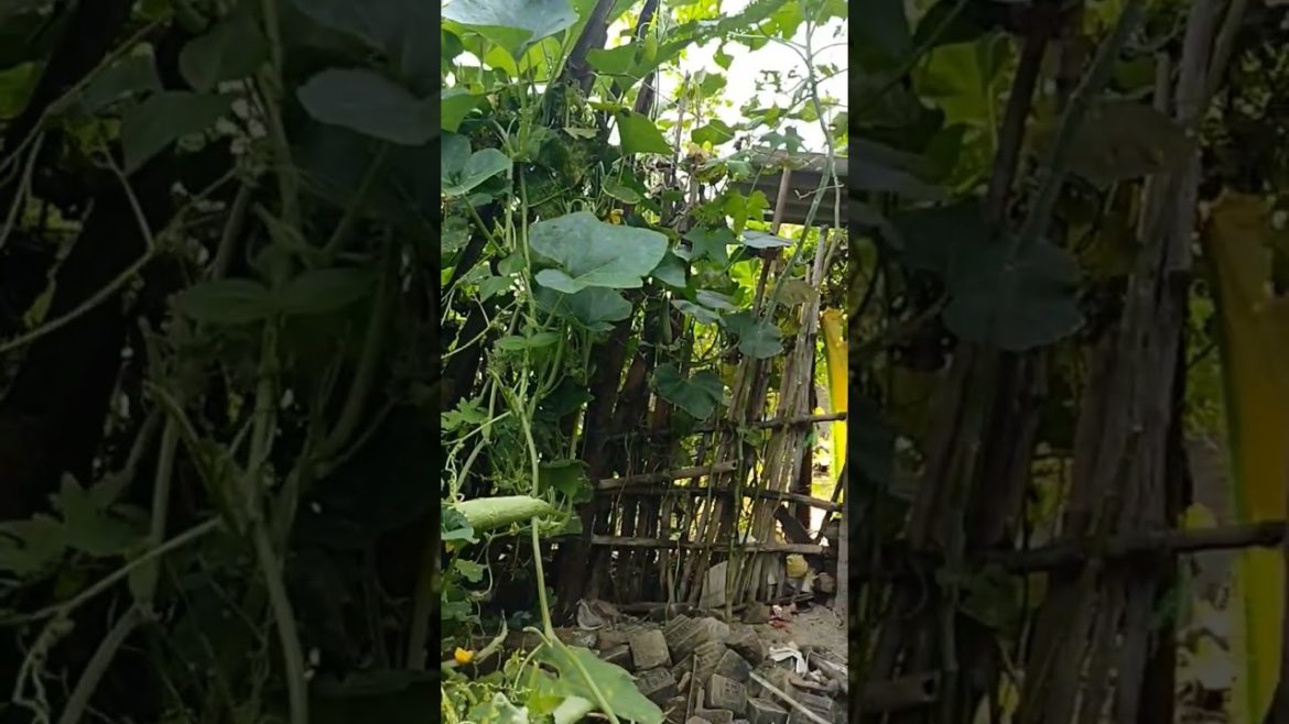 Village growing vegetables|organic farming|#shorts #youtubeshorts #new #vegetable #agriculture