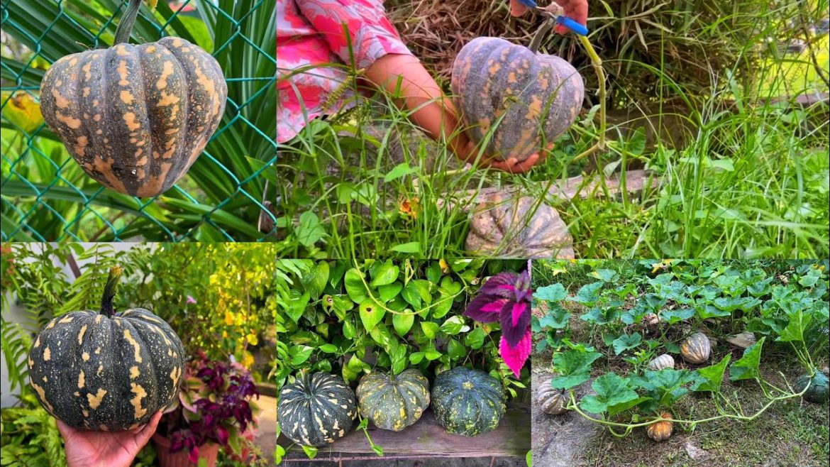 Harvesting Pumpkins in my backyard garden !!😬 Wow! #pumpkin #backyard