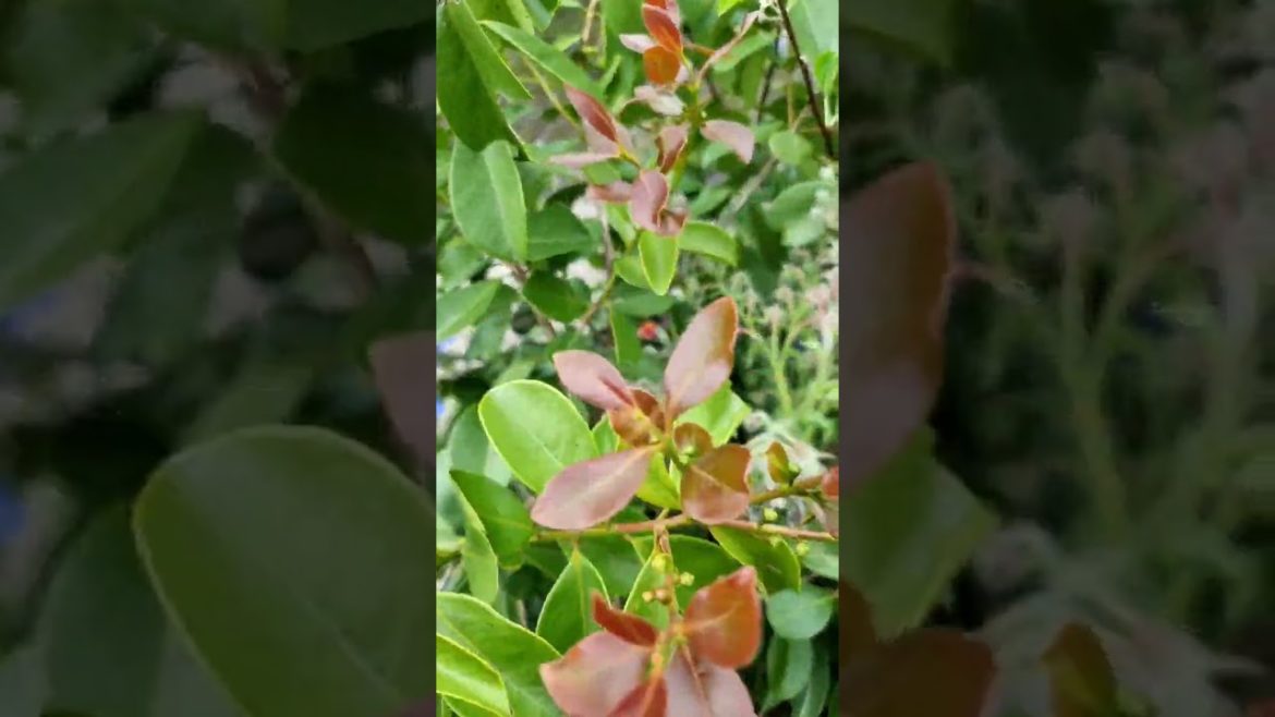 Spending Time In Nature, Backyard, Tropical Food Forest, Edible Garden, Paradise, Heaven. Callit wtv