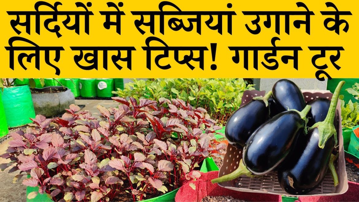 सर्दियों की सब्जियां उगाने के लिए खास टिप्स! गार्डन टूर | Winter Veteables Garden Tour & Tips Hindi