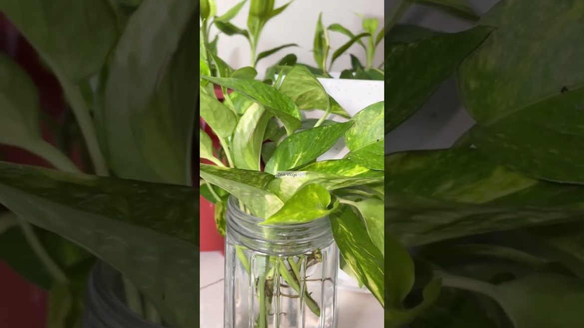 Plants | Plants To Grow At Home | Nature