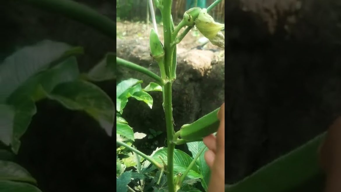 lady finger last month #shortsvideo #freshvegetablevlogs