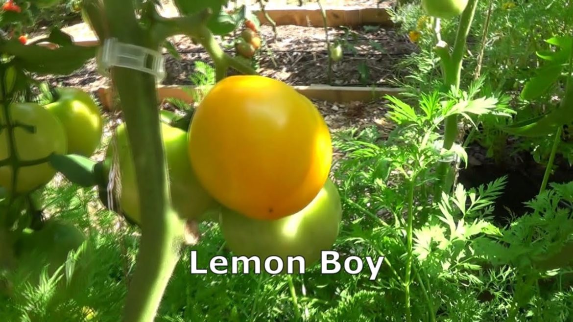 Corn Harvest in small backyard garden | Tomato Varieties