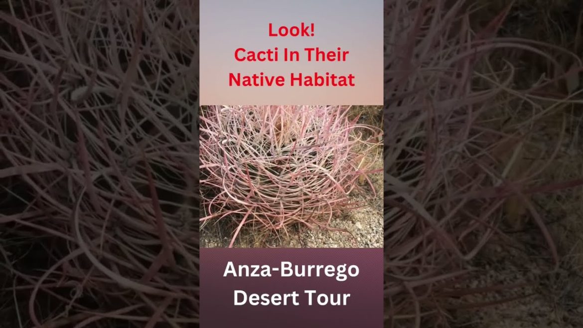 Cacti in their native habitat! It's amazing how these plants survive the extreme weather