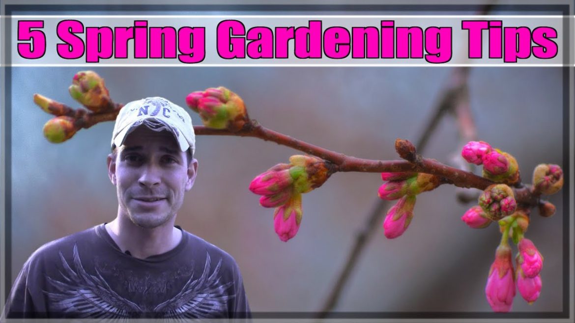 5 Spring Gardening Tips