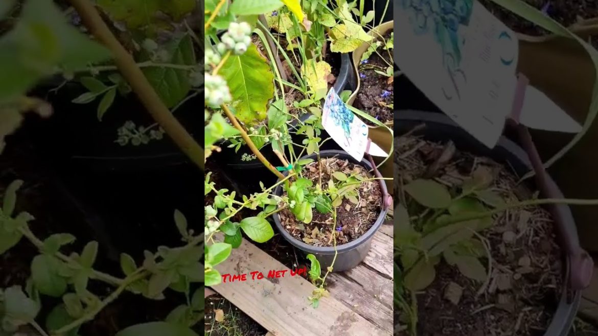 Time to Net up the Blueberry bushes! Birds seem to love them! Melbourne Winds try to drop them! Time to Net up the Blueberry bushes! Birds seem to love them! Melbourne Winds try to drop them!