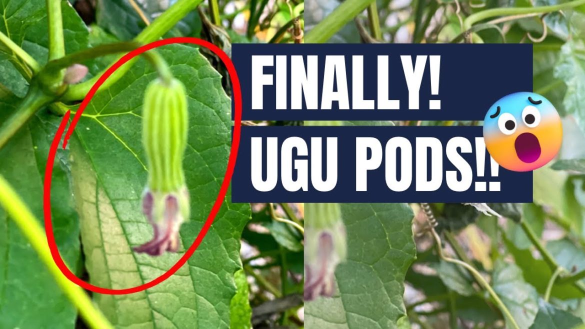 We Finally have UGU PODS!! Where to Buy Ugu Seeds In The USA #UgufarmingTips #Zone9aGardening