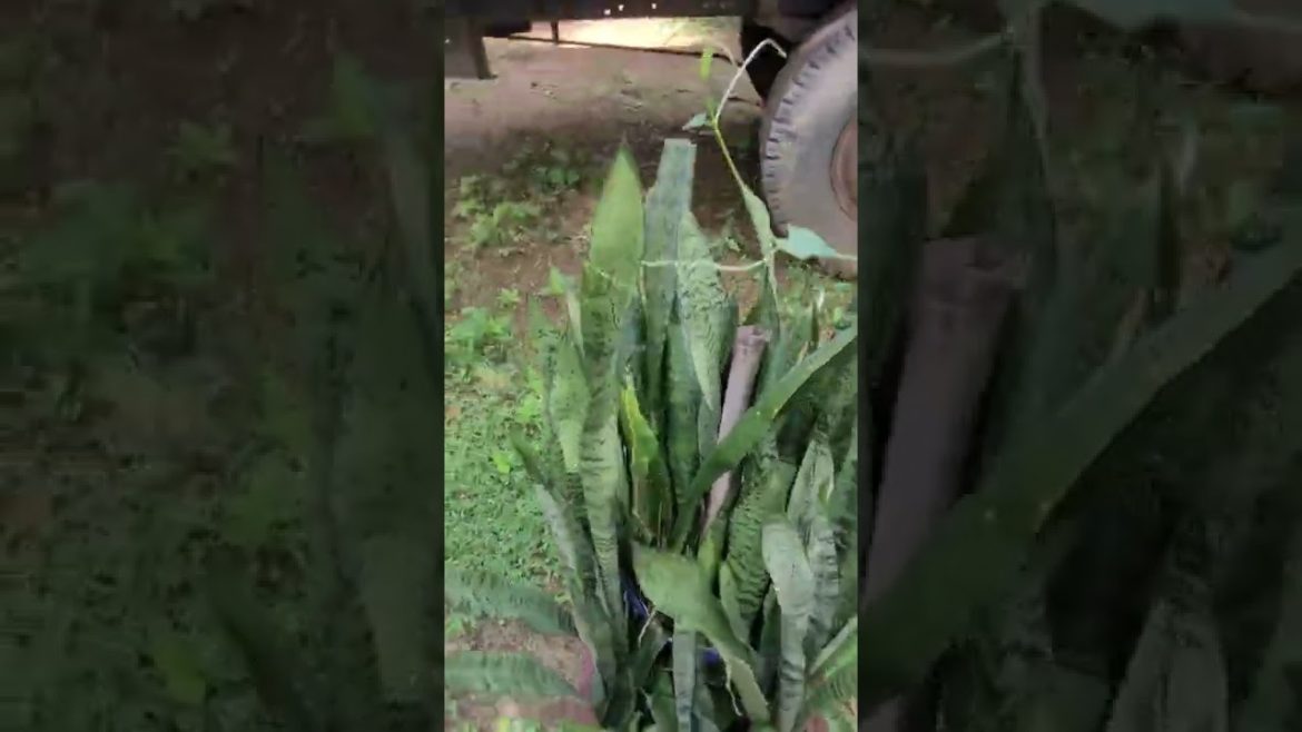 Perfect Tree for Your Home Garden – Garden Design #7 Trees ideas, garden trees Perfect Tree for Your Home Garden - Garden Design #7 Trees ideas, garden trees