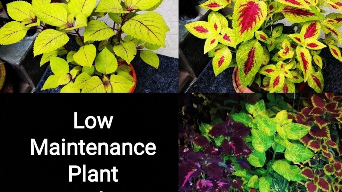 How to grow Coleus | Gardening tips, ideas for beginners | Best plant for beginners | Telugu Audio