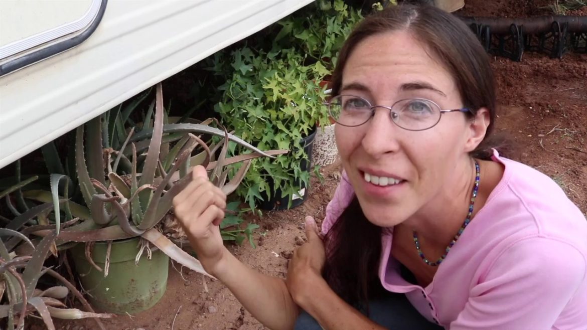 Harvesting and Cooking Sweet Potato Leaves (Container Gardening) Harvesting and Cooking Sweet Potato Leaves (Container Gardening)