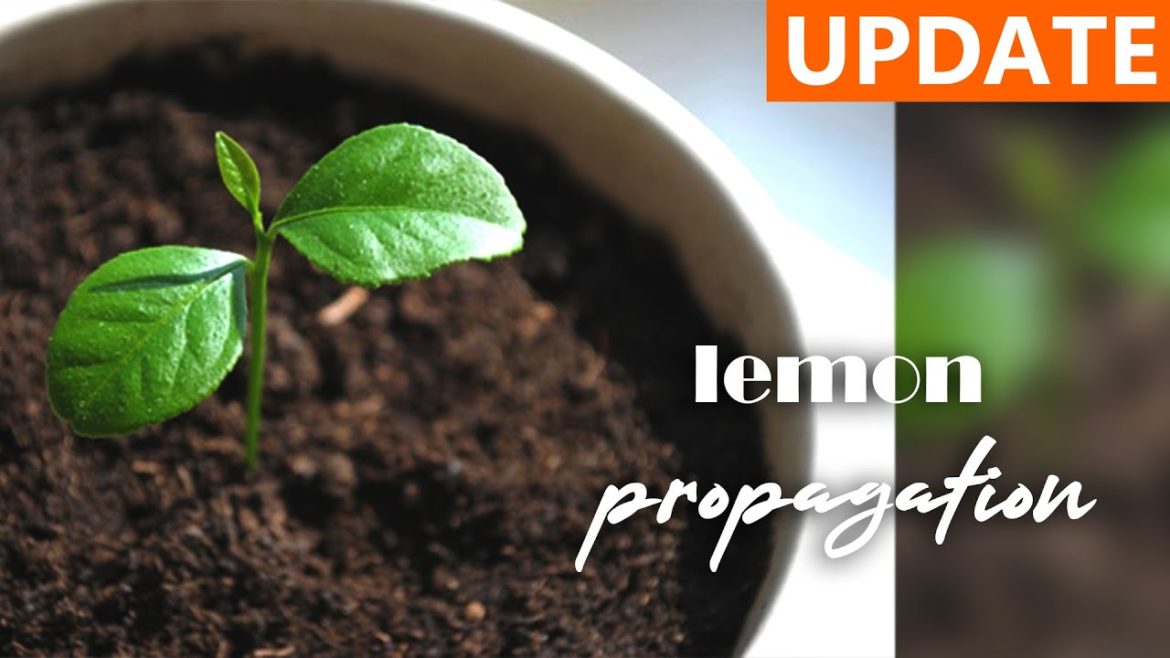 💚 Lemon propagation from seeds fast and easy grow | 4 weeks roots dyi gardening