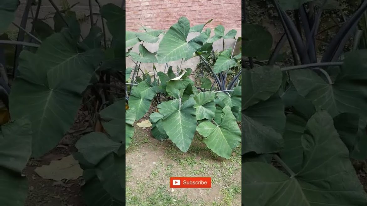 Elephant Ear big leaves plants #shorts view at Asim Garden Elephant Ear big leaves plants #shorts view at Asim Garden
