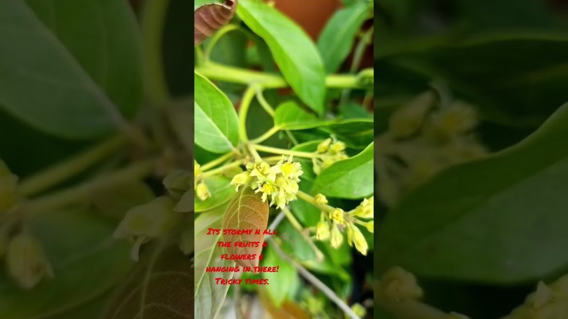 Storm Hits Melbourne Food Forest! Fruits & Flowers hanging on for life! Windy City! Tropical Haven..