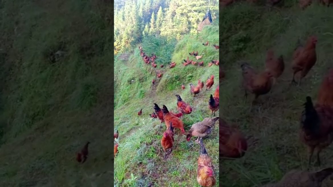 Chickens are eating on the high mountain #harvest #agriculture #shorts #gardener #fruit #fyp #funny Chickens are eating on the high mountain #harvest #agriculture #shorts #gardener #fruit #fyp #funny