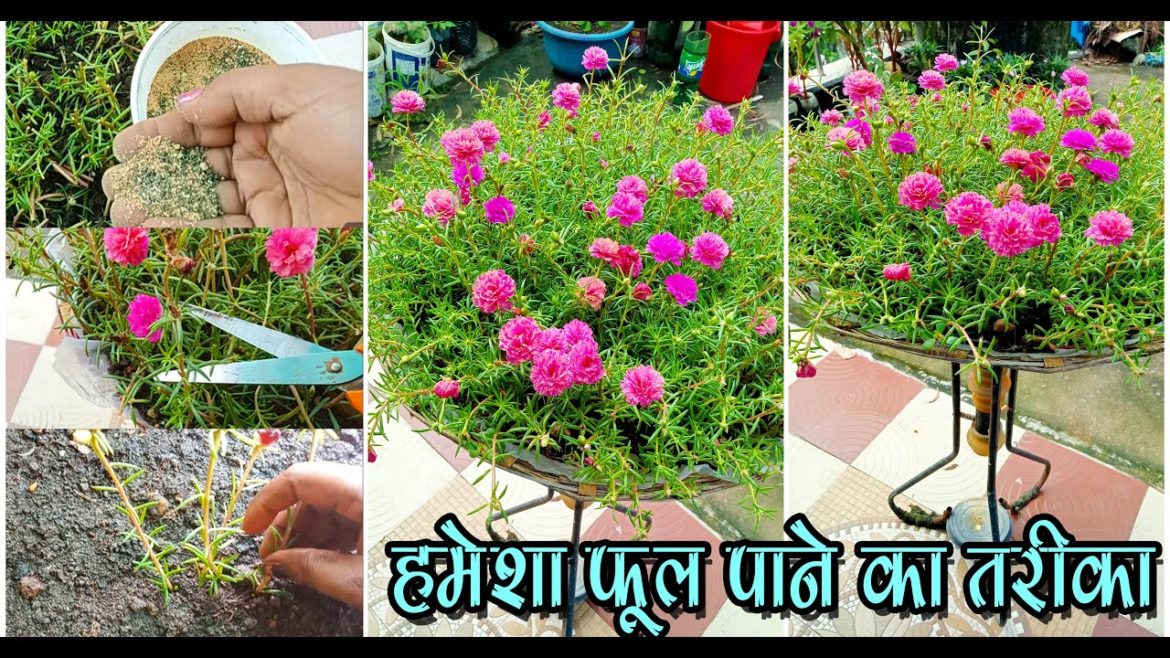 How To Grow Portulaca | Three Process Of Pinching | Fertilizer | Cuttings Grow | Creative Ideas How To Grow Portulaca | Three Process Of Pinching | Fertilizer | Cuttings Grow | Creative Ideas