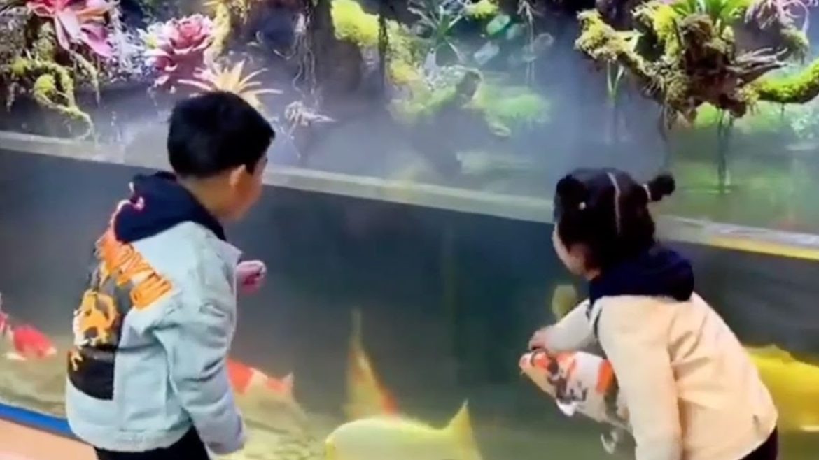 Massive Indoor Koi Tank! Coolest Jumbo Koi Fish Garden Design Massive Indoor Koi Tank! Coolest Jumbo Koi Fish Garden Design