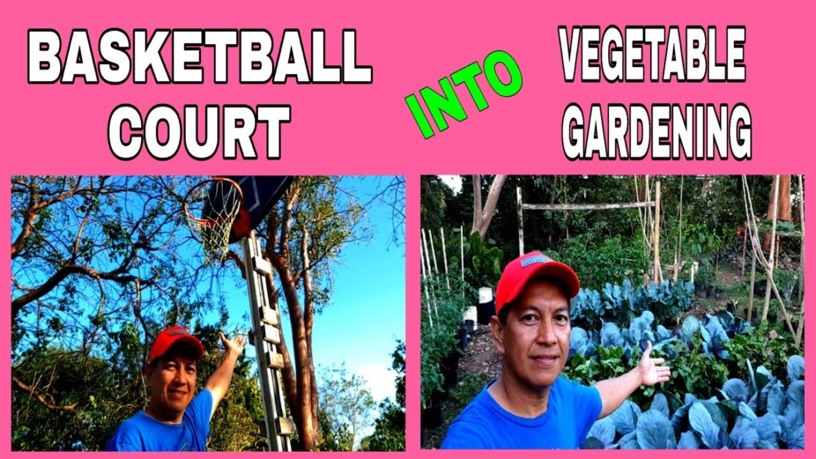 HOW I CONVERT MY BASKETBALL COURT INTO VEGETABLE GARDENING / VEGETABLE GARDENING / VEGETABLE GARDEN HOW I CONVERT MY BASKETBALL COURT INTO VEGETABLE GARDENING / VEGETABLE GARDENING / VEGETABLE GARDEN