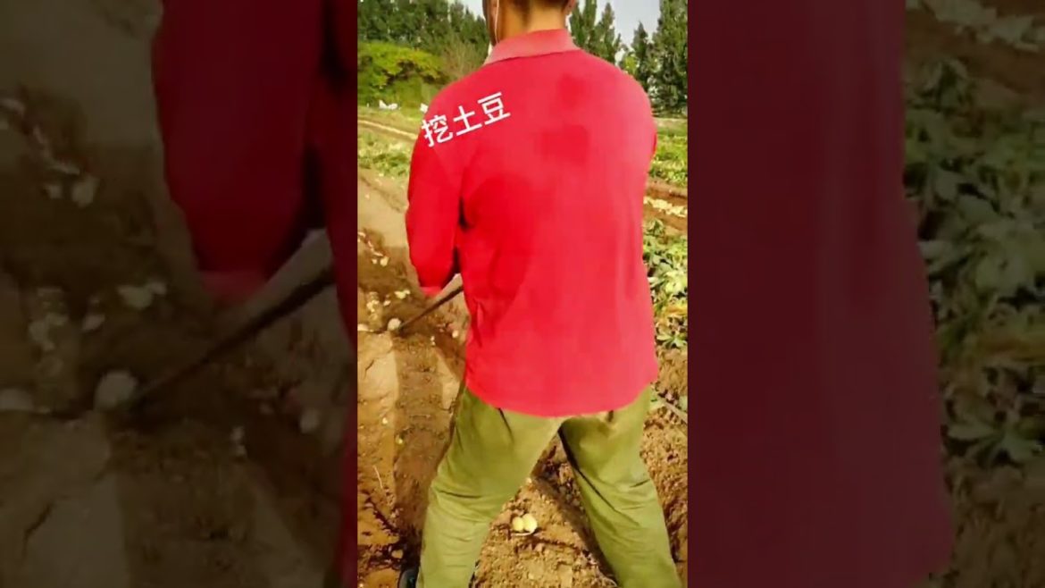 Harvest potato #harvest #agriculture #shorts #gardener #fruit Harvest potato #harvest #agriculture #shorts #gardener #fruit