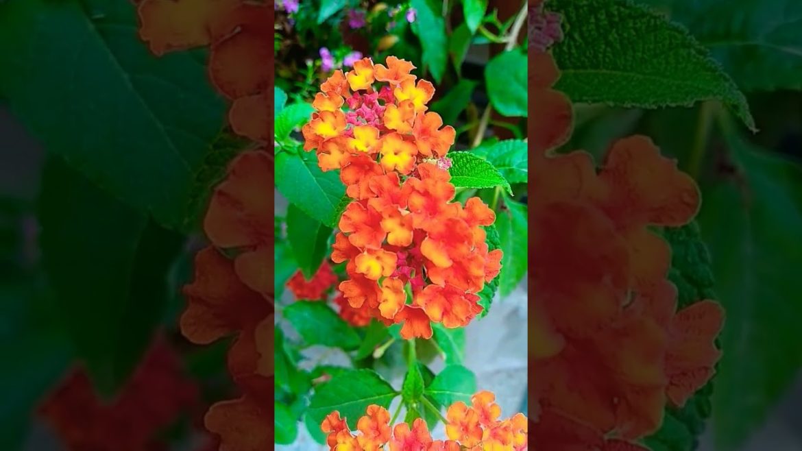 Full Blooming !! Lantana #shorts #viral #trending #youtubeshorts #nishthamahant #lantanacamara Full Blooming !! Lantana #shorts #viral #trending #youtubeshorts #nishthamahant #lantanacamara