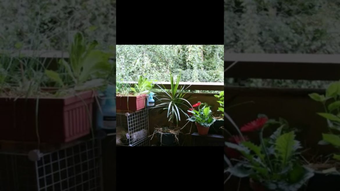 Landscape Desing ideas Best ideas for  garden and landscape #1335 #shorts 8